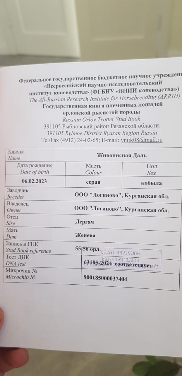 Продам Орловскую кобылку