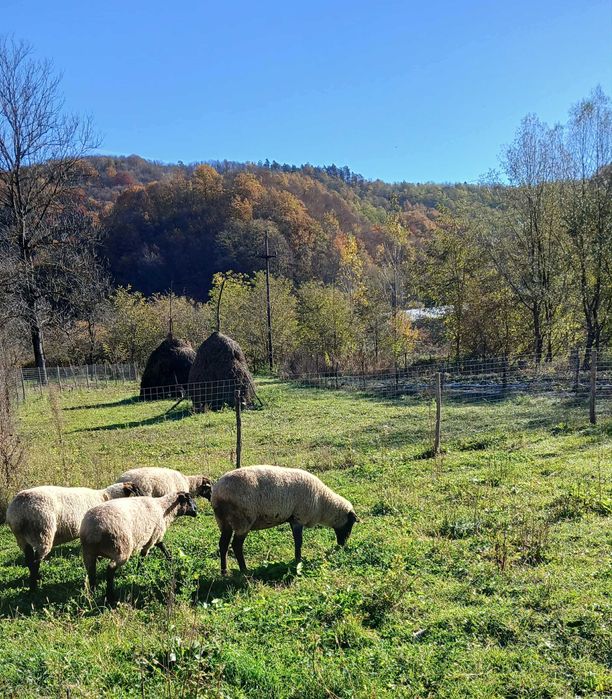 Vand 6 oi Suffolk gestante