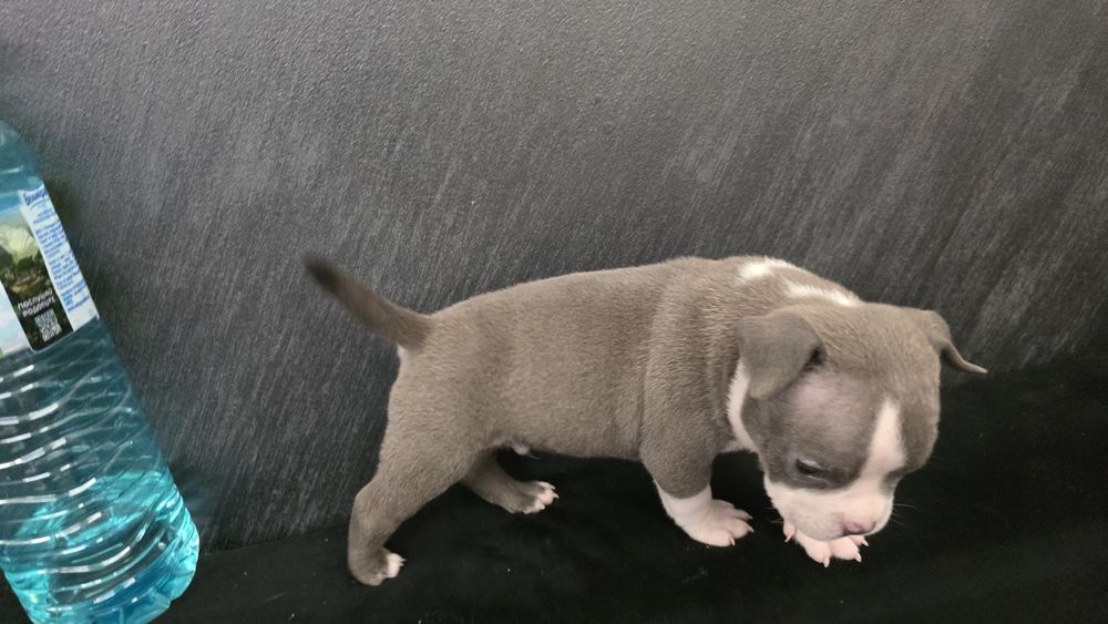 Американско покет були / American pocket bully