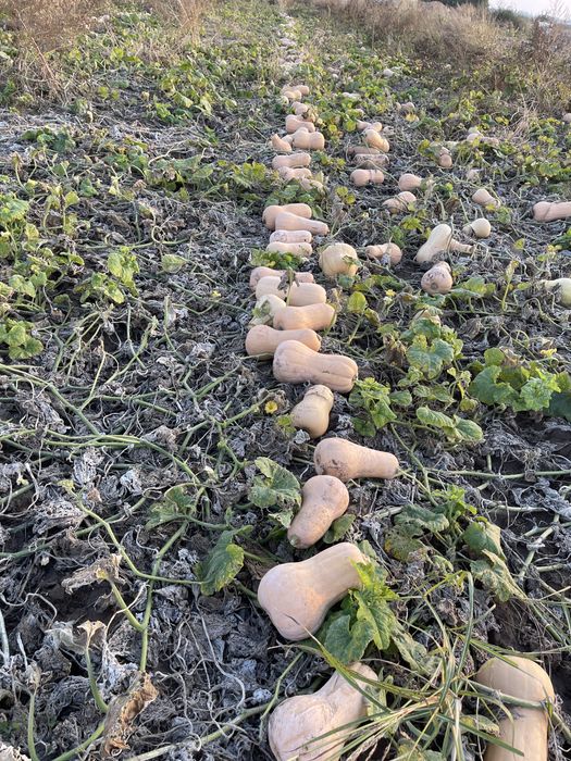 Vand dovleci pentru animale