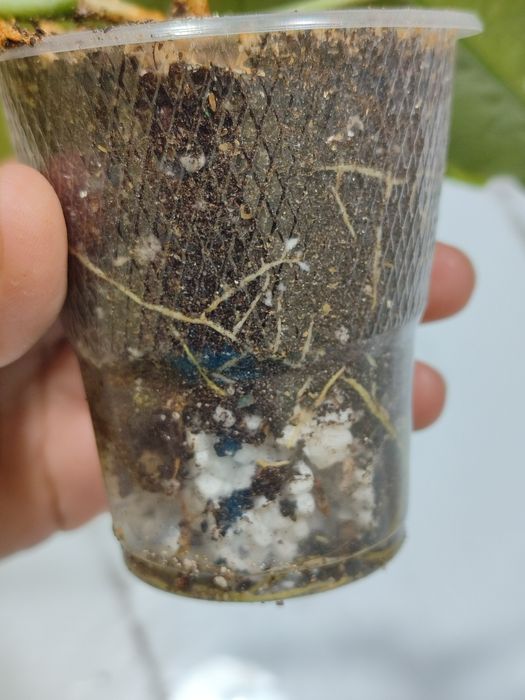 Хойя      Диниси