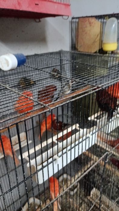 Canari și cănărițe