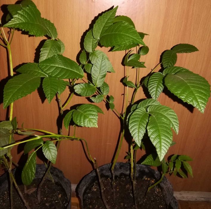 Саженцы грецкого ореха