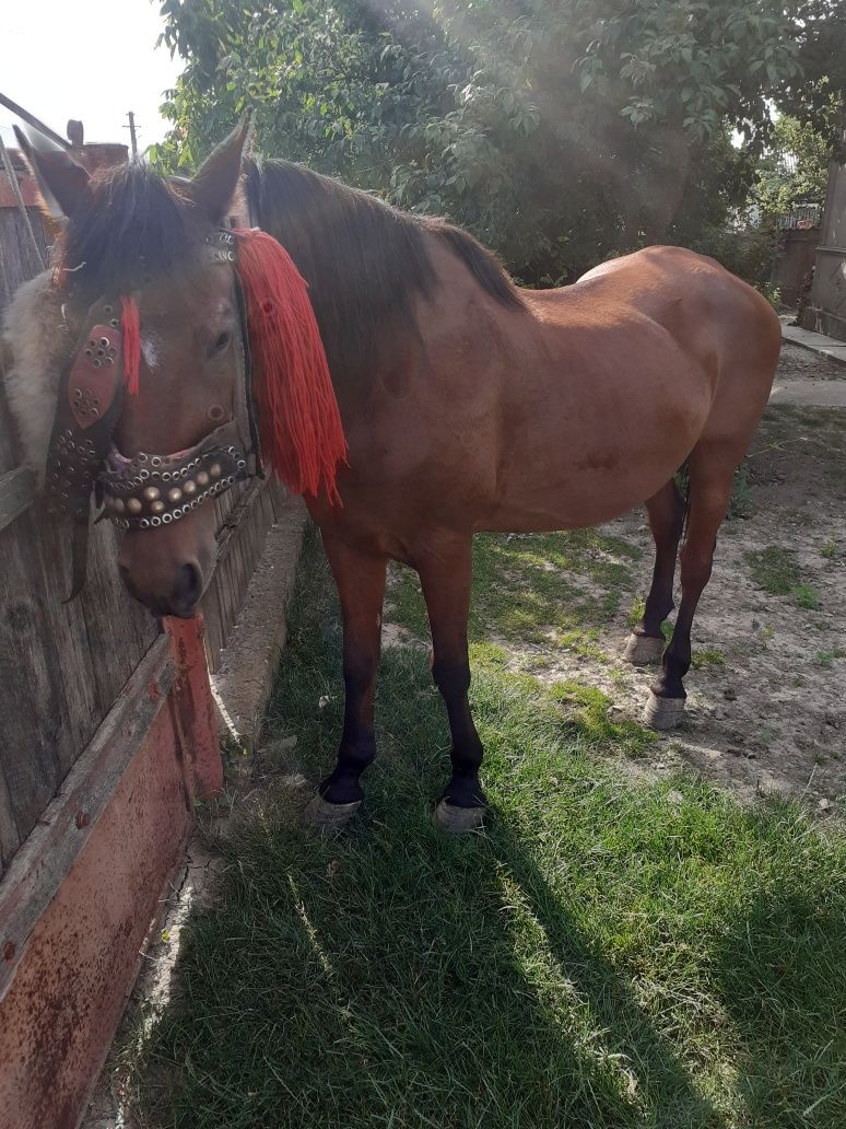 Vind iapa de 8 ani foarte cuminte so blinda