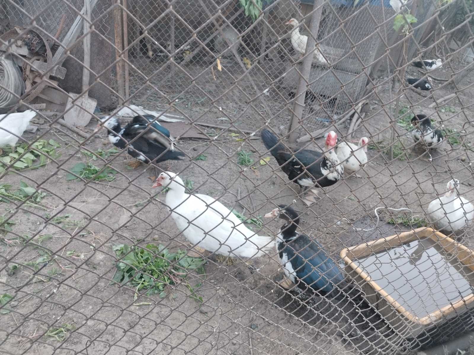 Продавам  патици