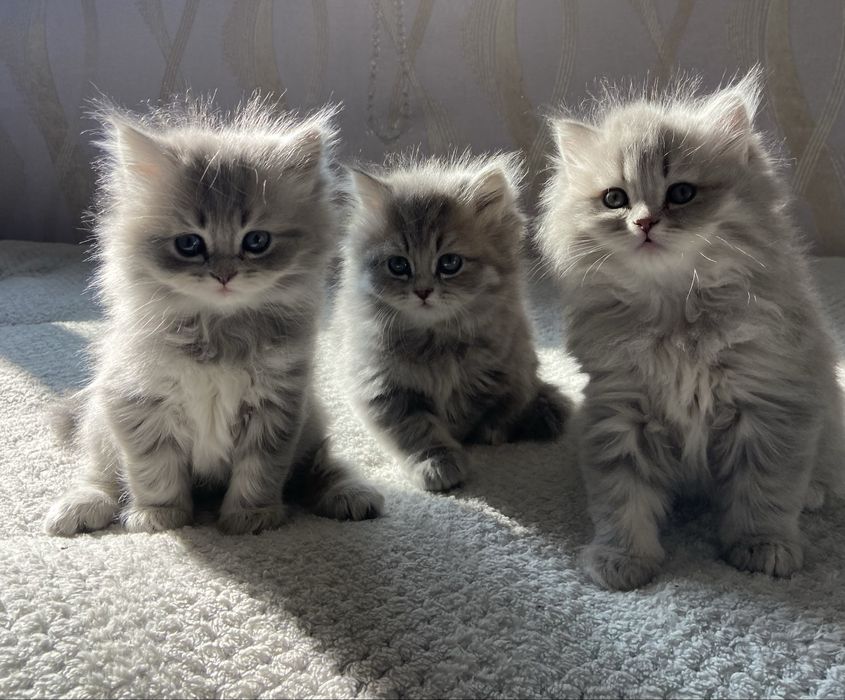 продается котята