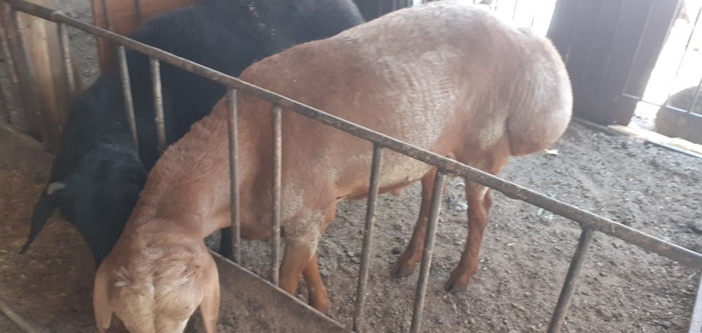 'Qochqor кочкор коу сотилади