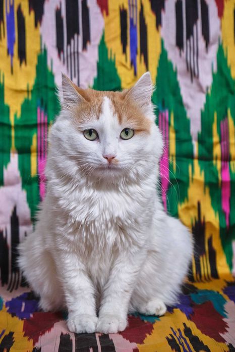 Кошка стерилизованная