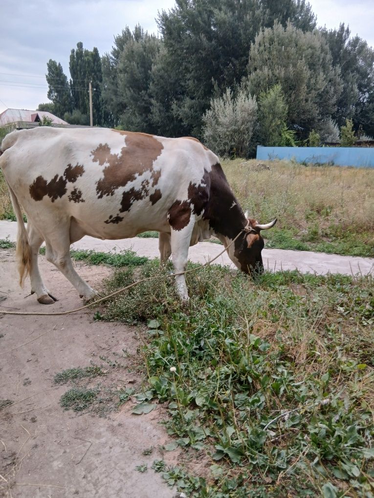 Продам КОРОВУ. Породистую.