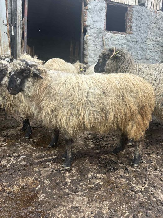 Vand 6 miei, 5 femele si un berbecut