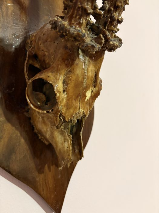 Trofeu de țap de munte  cu capul intreg