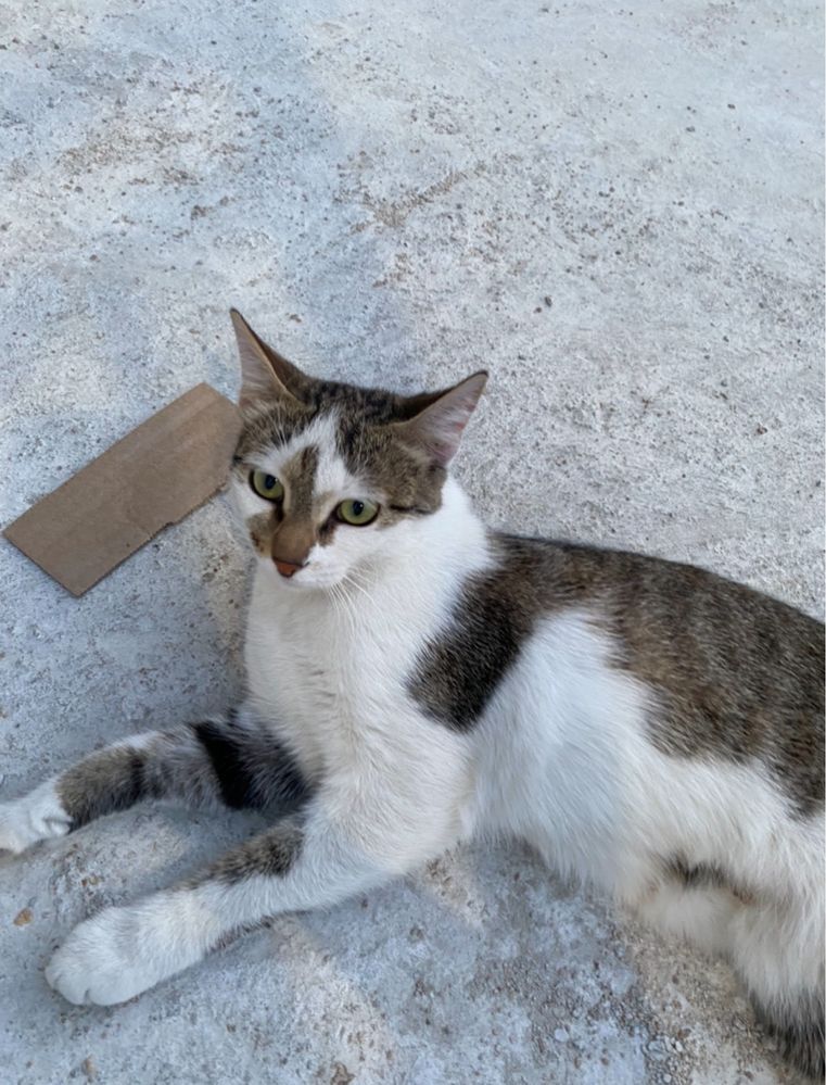 Кошка ищет домик