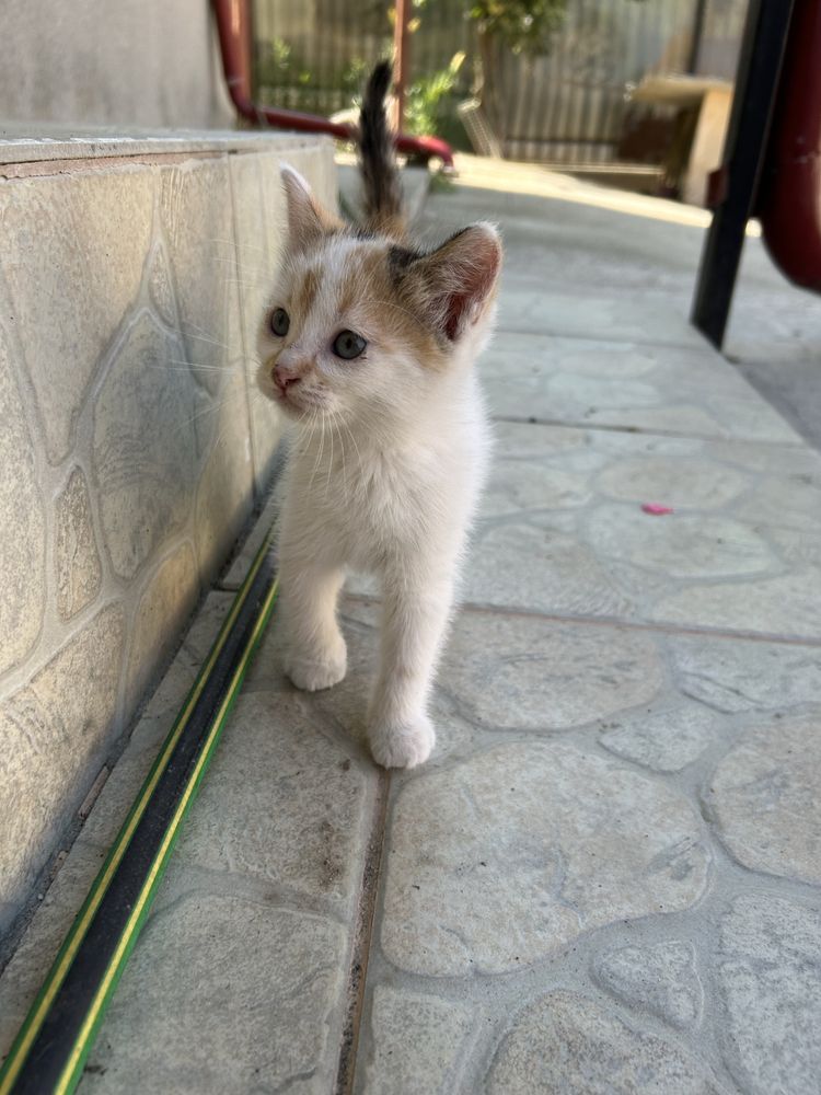 Pisicute de adoptat