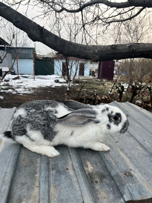 Продам кроликов