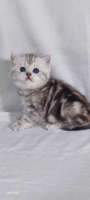 Продаётся  девочка  очень  крупная  только  бронь