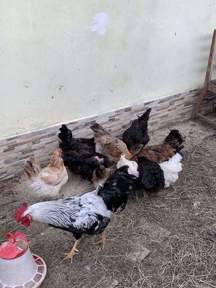 Vand 14 gaini Australorp si rasa mixta ouatoare
