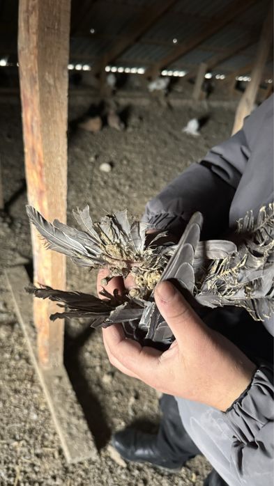 Голубь(кептер)