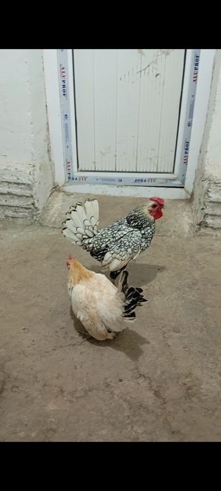 Сибрайт хуроз сотилади