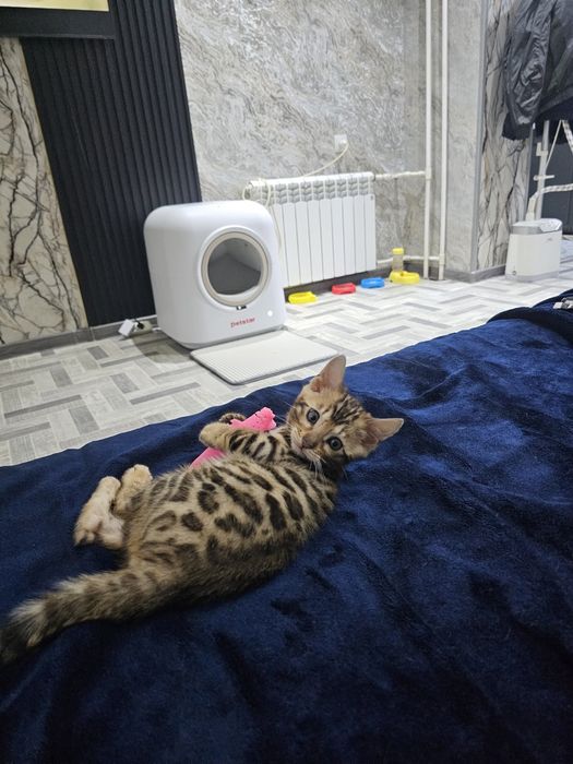 Готов к продаже котенок бенгальский  котенок