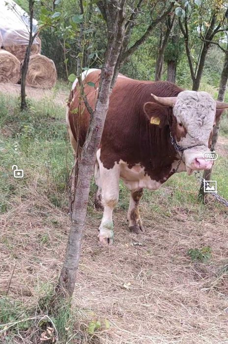 Taur baltat romanesc