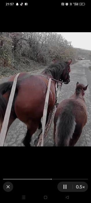 Vând iapa cu mânza