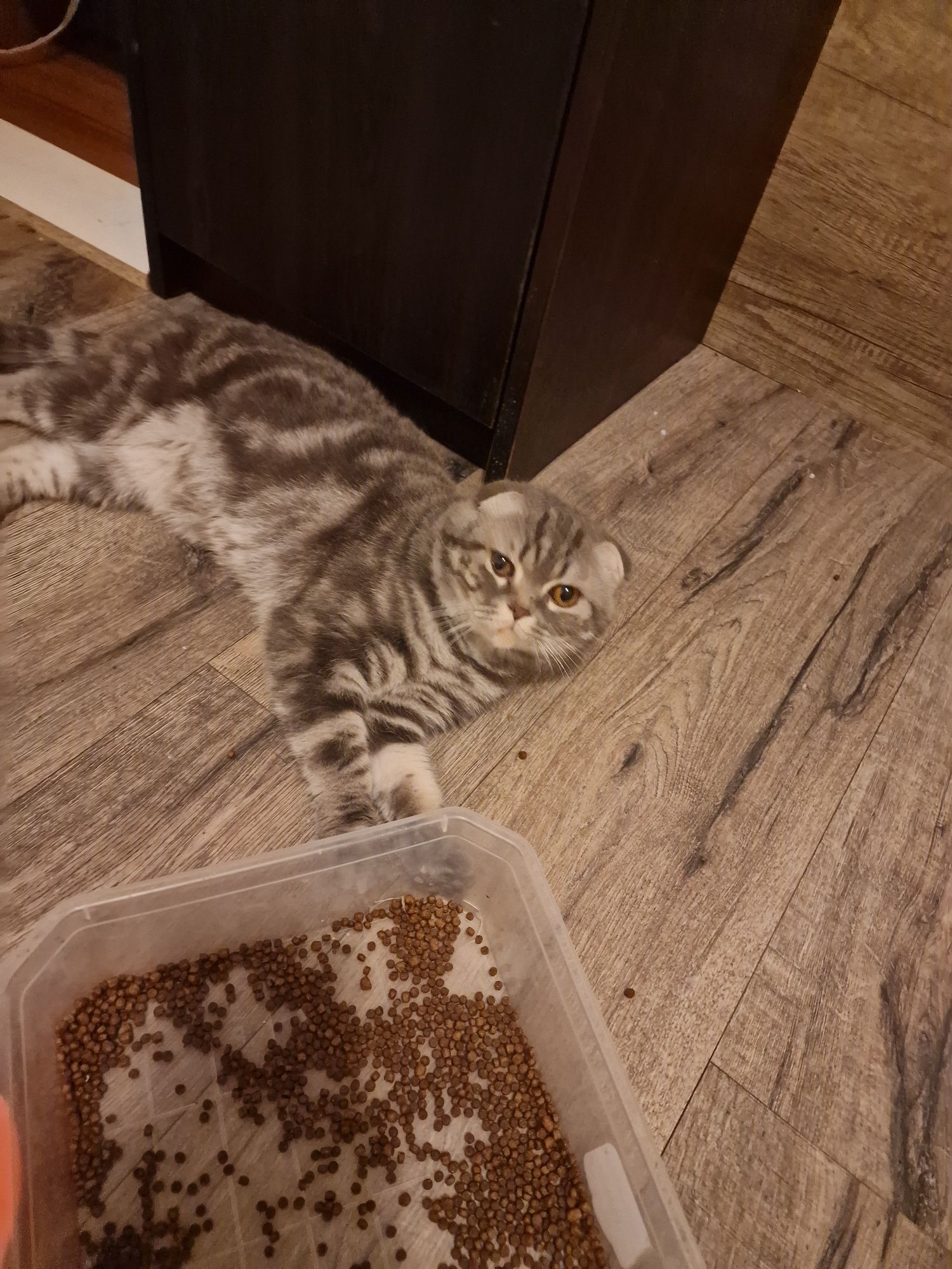 Британски клепоух котарак