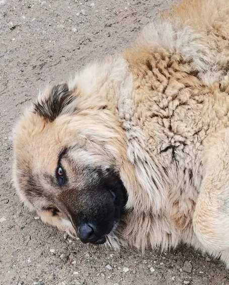 Adoptie caine metis ciobanesc