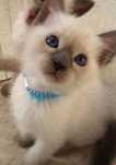 Ragdoll mascul frumos