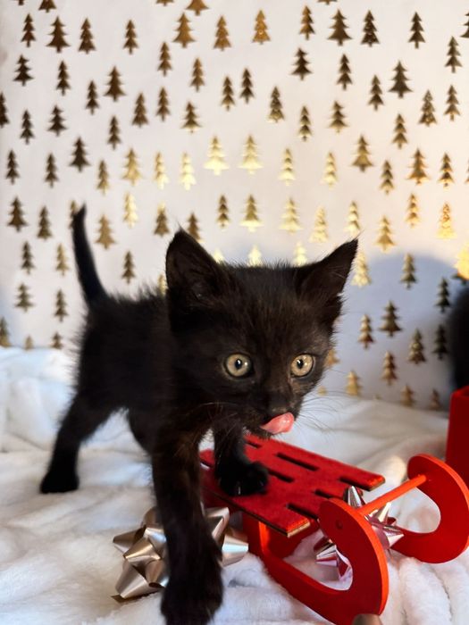 Пантери  4 на брой