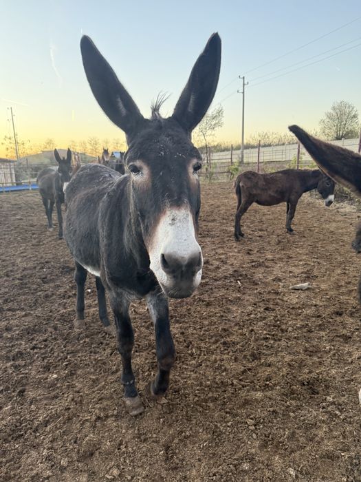 Продавам магарета