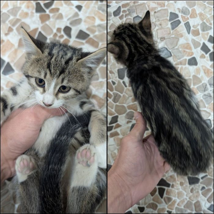 Uy mushukchalari/Домашние котята