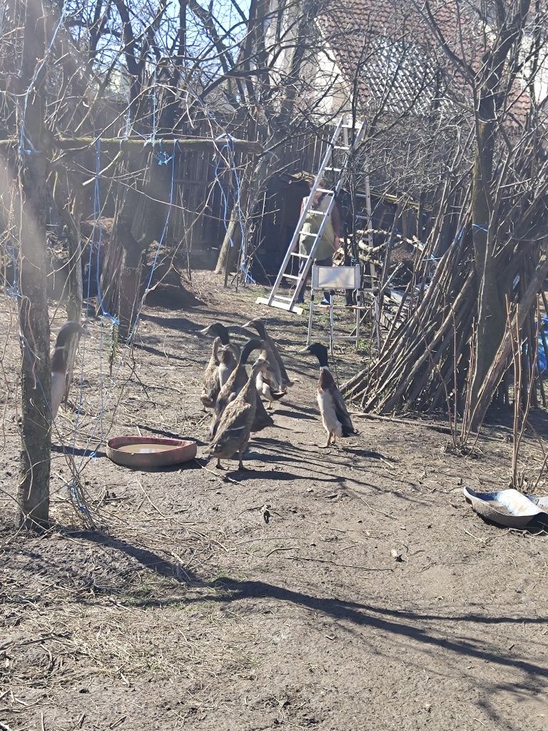 Vând ratoi indieni