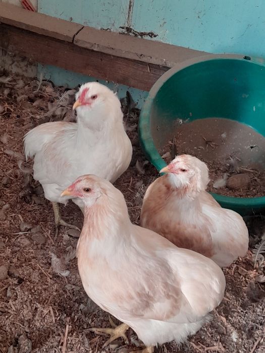 Araucana spleș .