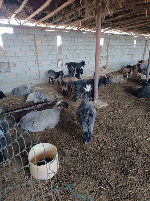 Боқилган эчки ва улоқлар тирик вазинга сотилади