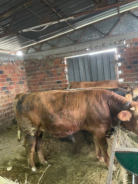 Продавам месодайни телета мъжки