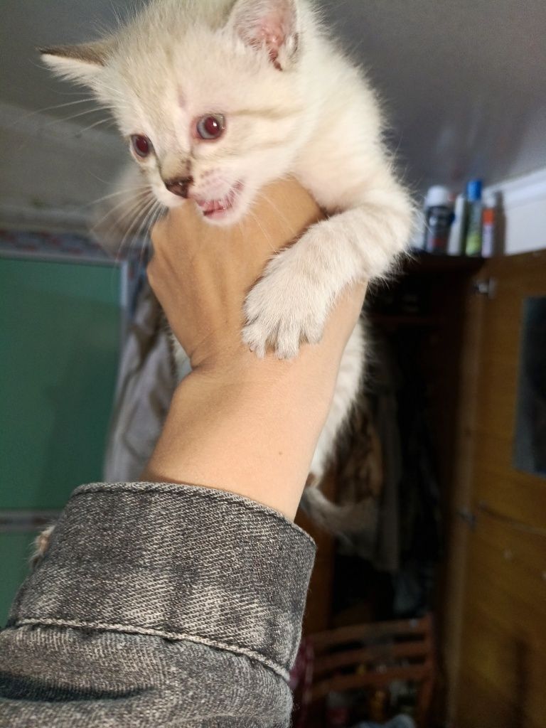 Прекрасные котята