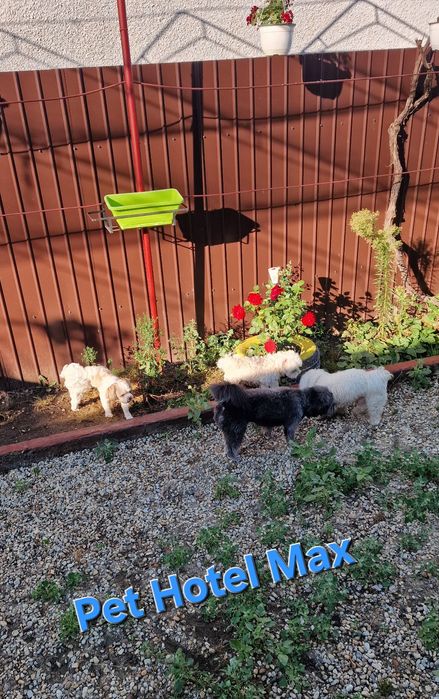 Cazare / Pensiune câini si animale de companie.