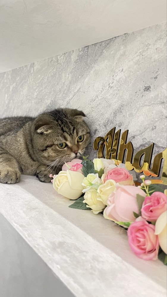 Вязкага берилади Шиншилла