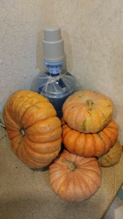 Продам тыкву  дачную.