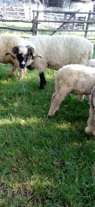 De vanzare 9 oii si un berbec pe ales