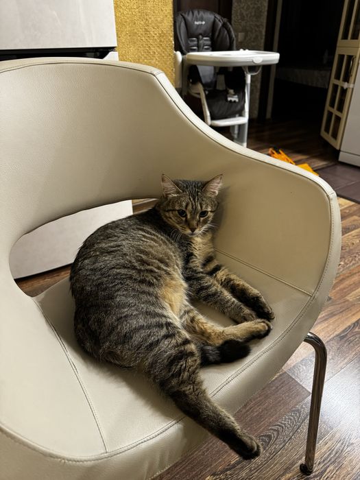 Кот очень ласковый