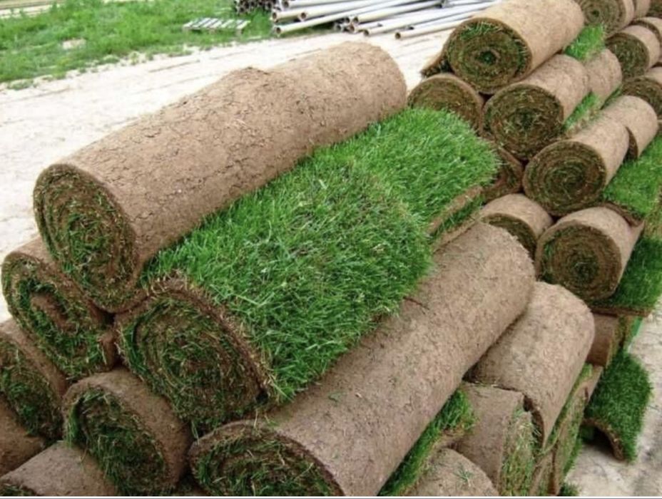 Табий рулоны газон