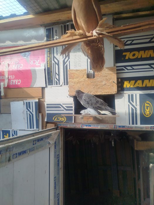 Продам голубеи разных