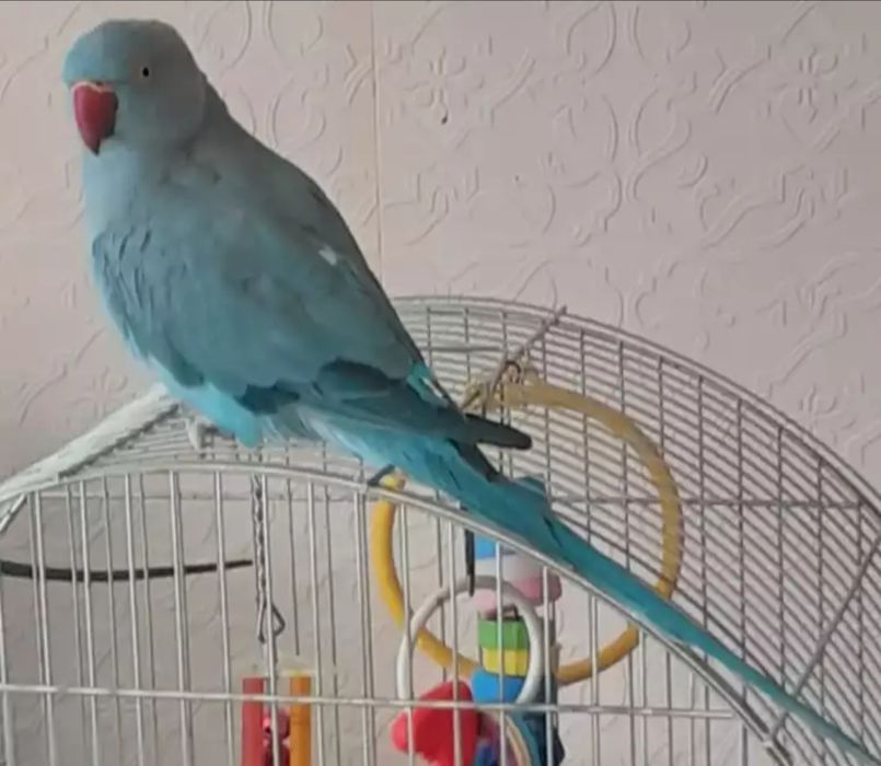 Малък Александър