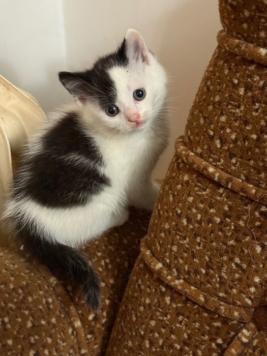 Подаряваме прекрасни котенца!