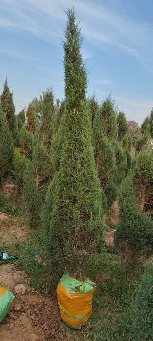 6 йиллик Можавелник арча кўчатлари