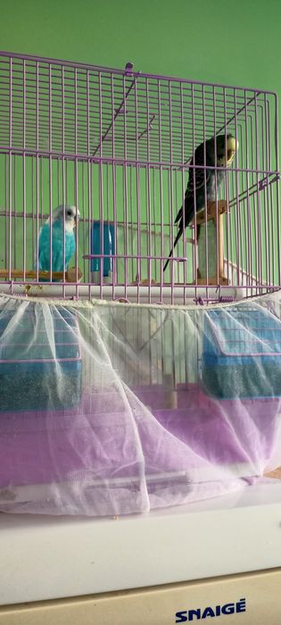 Вълнисти папагали