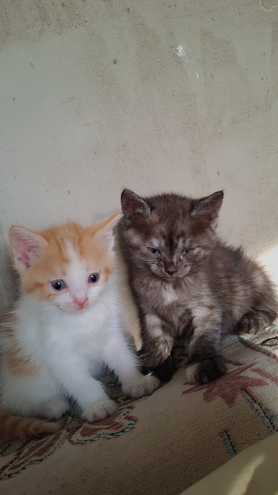 Отдам котят в добрые руки