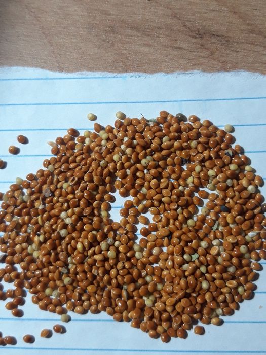 Продам дешево корм для волнистых попугаев. Свежее просо. 1кг- 400тг.