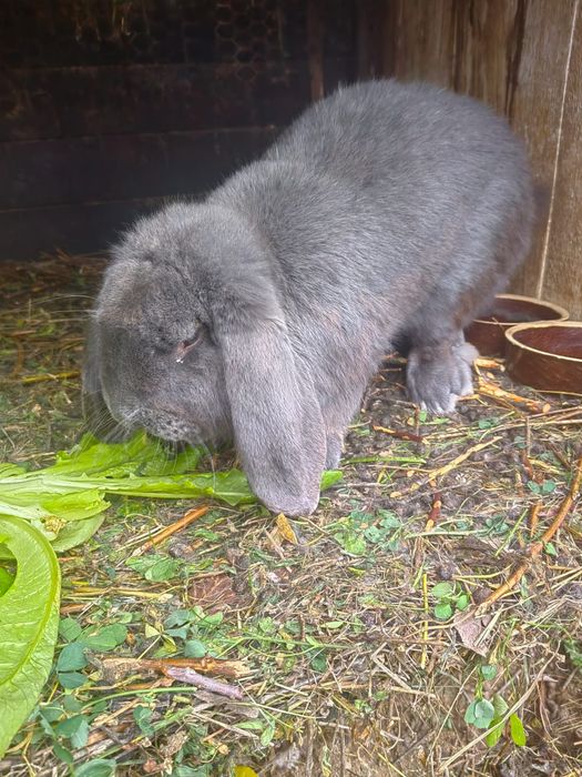 Vând iepuroi berbec uriaș german